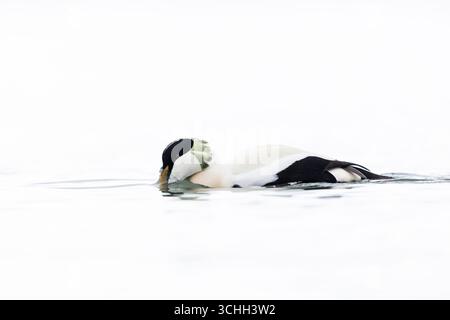Männliche Eiderente (Somateria mollissima) Zuchtgefieder im Profil (Schnabel im Wasser) auf dem Wasser, heller Hintergrund, hochklassiges Foto Stockfoto