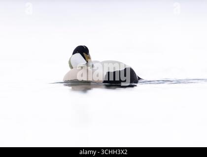 Männliche Eiderente auf dem Wasser in Northumberland mit hellem Hintergrund Stockfoto
