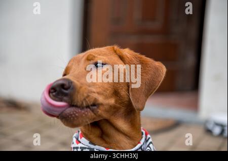 Ein bezauberndes Labrador-Hündchen leckt spielerisch seine Lippen, während es ein farbenfrohes Bandana trägt, das vor einem rustikalen italienischen Zuhause steht. Stockfoto