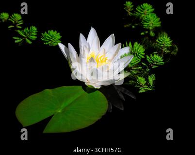 Nahaufnahme einer Wildwasser-Lilie-Blüte in einem Teich Stockfoto