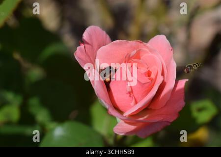 Makroaufnahme einer Honigbiene auf den Blättern einer leuchtend rosa Rose. Detaillierte Makroaufnahmen von Insekten, die Bestäubung zeigen. Stockfoto