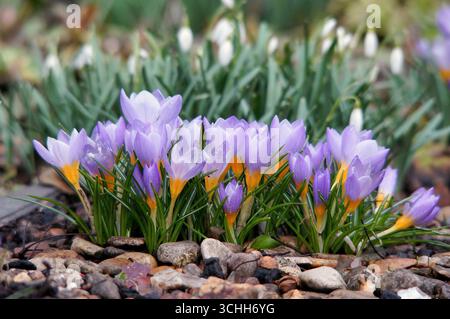 Krokusse blühen in einem Blumenbeet mit Schneeglöckchen im Hintergrund Stockfoto
