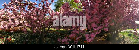 Kirschblüten blühen in voller Blüte mit bunten Blumen unten, gefangen in einem weiten Panorama. Stockfoto