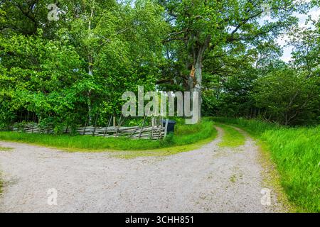 Wunderschöne Landstraße, die sich durch grünen Wald mit alten Holzzäunen und hohen Sommerbäumen teilt. Schweden. Stockfoto