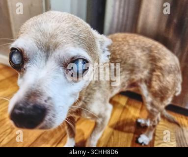 Nahaufnahme eines Hundes mit Katarakt Stockfoto