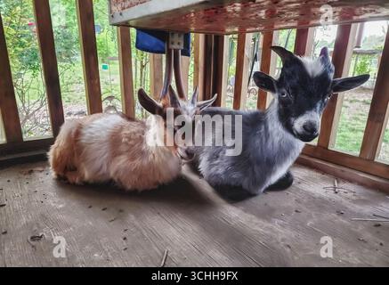 Zwei Ziegen auf einer Veranda liegen Stockfoto