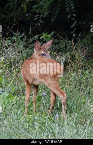 Europäischer Reh (Capreolus capreolus) Rehkitz Frankreich August 2025 Stockfoto
