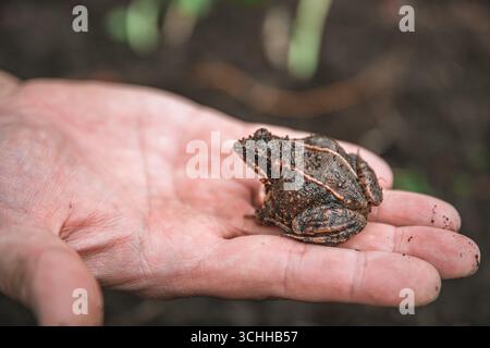 Der Landwirt wiegt sanft einen kleinen Frosch in einer offenen Palme, veranschaulicht die empfindliche Verbindung zwischen Mensch und Natur und hebt gleichzeitig die Schönheit von W hervor Stockfoto