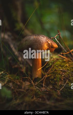 Sonnenlicht strömt durch die Bäume und hebt einen Pilz hervor, der im Unterholz des Waldes liegt, umgeben von üppigem Moos, zartem Gras und Streu Stockfoto