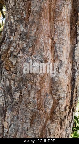 Rinde der Monterey-Kiefer Stockfoto