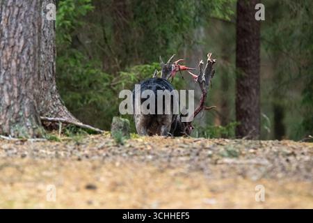Damhirsch zu spät verfegt, Brunftzeit Damhirsch, frisch verfegt, Herbst Damwild zur Brunftzeit, noch blutiges Geweih *** Damhirsch zu spät gefegt, r Stockfoto