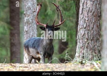 Damhirsch zu spät verfegt, Brunftzeit Damhirsch, frisch verfegt, Herbst Damwild zur Brunftzeit, noch blutiges Geweih *** Damhirsch zu spät gefegt, r Stockfoto