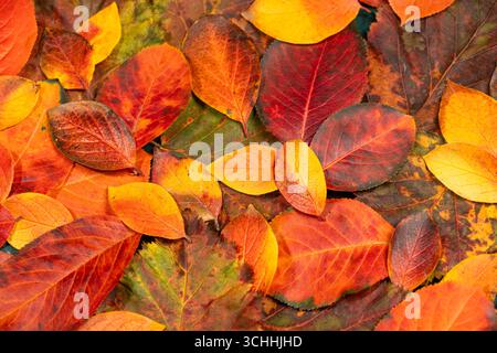 Farbenfrohe Herbstblätter in verschiedenen Rot-, Orange- und Gelbtönen sind auf dem Boden verstreut und bilden einen wunderschönen natürlichen Teppich, der das zeigt Stockfoto