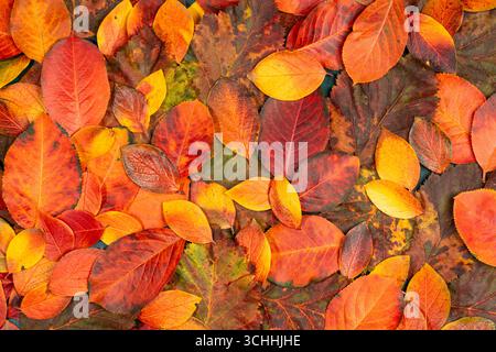 Leuchtende Herbstblätter in Rot-, Orange- und Gelbtönen verstreut über den Boden und schaffen so einen wunderschönen natürlichen Wandteppich, der das e zur Geltung bringt Stockfoto