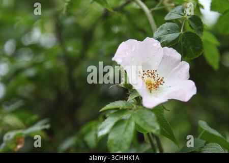 Eine einzelne rosafarbene Hunderose (Rosa Canina) wächst im Freien mit Morgentau, East Horsley, Surrey, England, Vereinigtes Königreich, 2025 Stockfoto