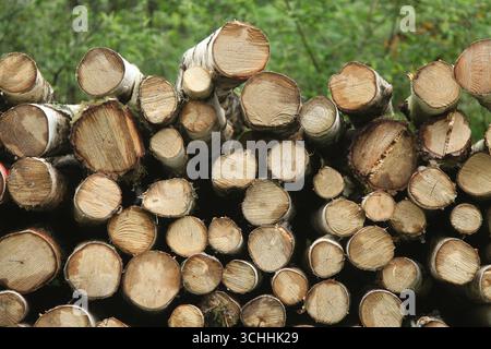 Ein Haufen gesägter Silberbirke (Betula pendula) Holzstämme im Wald Ashtead, Surrey, England, Großbritannien, 2025 Stockfoto