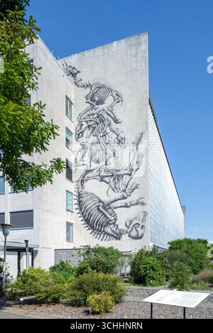 Wandbild von Tierkeletten von ROA an der Wand des GUM / Gent University Museum vom Botanischen Garten in der Stadt Gent, Ostflandern, Belgien Stockfoto