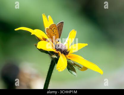 Blauer Schmetterling oder blauer Europäischer Schmetterling, Hauhechel-Bläuling, Argus bleu, Polyommatus icarus, közönséges Boglárka, Ungarn, Magyarország, Europa Stockfoto