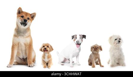Niedliche Hunde verschiedener Rassen isoliert auf weißer Collage Stockfoto
