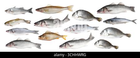 Verschiedene Arten von Rohfischen isoliert auf weißer Collage Stockfoto
