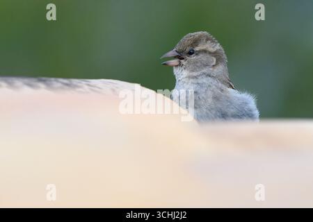Haus Sparrow, Passer domesticus, erwachsenes Weibchen auf gekacheltem Dach in der Nähe von Too Nest Site Mallorca, Spanien Stockfoto