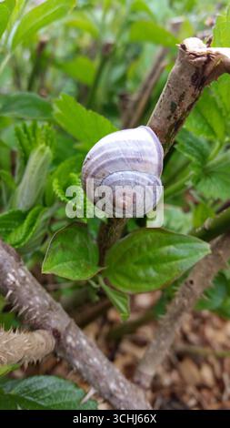 Einzigartige Nahaufnahme einer kleinen Schneckenschale, die auf einem Zweig liegt, umgeben von üppiger grüner Vegetation Stockfoto