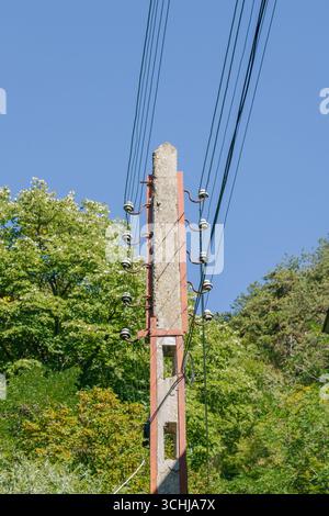 Stromleitungen steigen von einem verwitterten Versorgungsmast vor einem Hintergrund aus dickem grünem Laub unter einem hellblauen Himmel auf und erzeugen einen markanten Kontrast auf einem Stockfoto