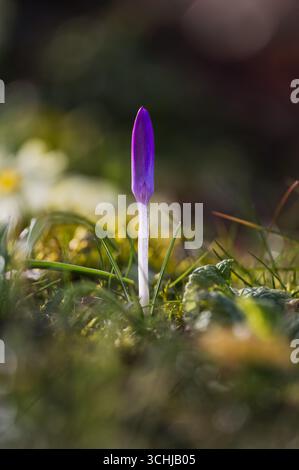 Einzelner geschlossener lila Krokus blüht im Frühjahr auf einer grünen Wiese. Stockfoto