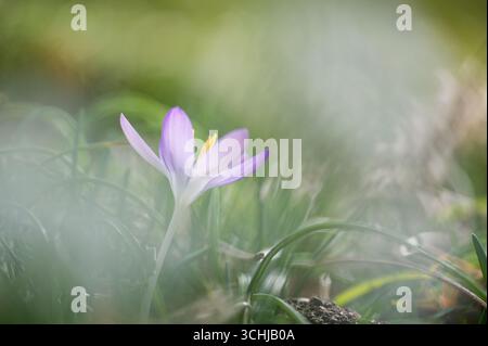 Einzelner lila Krokus blüht mit weichem weißem Bokeh im Hintergrund. Stockfoto