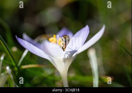 Die Biene putzt ihren Proboscis auf einem violetten Krokus. Stockfoto