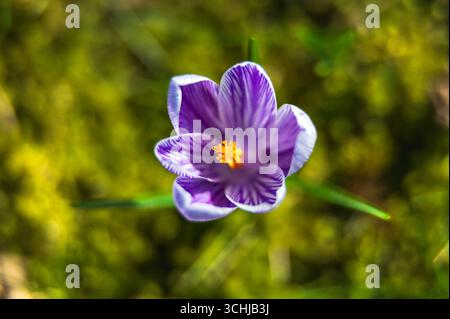 Violettes und weißes Krokus im scharfen Fokus, aufgenommen von oben. Stockfoto