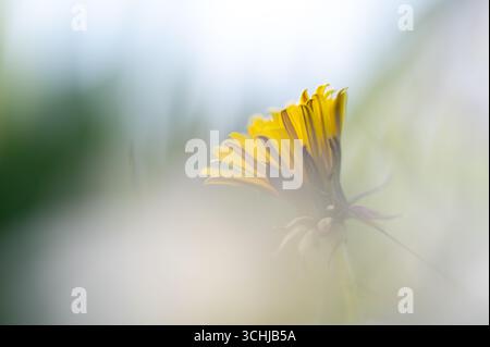 Löwenzahn blüht inmitten eines Meeres aus weißen Löwenzahnblüten. Stockfoto