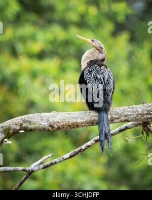 Anhinga genießt die tropische Sonne auf einem Zweig in Costa Rica Stockfoto