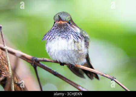Männlicher Vulkan Kolibri (Selasphorus flammula torridus), der im Savegre Valley, Costa Rica, thront Stockfoto