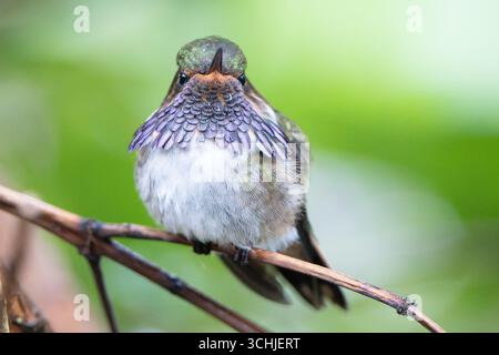 Männlicher Vulkan Kolibri (Selasphorus flammula torridus), der im Savegre Valley, Costa Rica, thront Stockfoto
