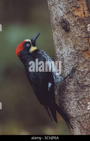 Acornspechte verstauen Tausende Eicheln in Baumlöchern und leben in sozialen Gruppen mit schrulligem Charme und ununterbrochenem Geplauder Stockfoto
