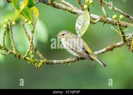 Die weibliche Cape May Warbler (Setophaga tigrina) in der Migration in Costa Rica Stockfoto