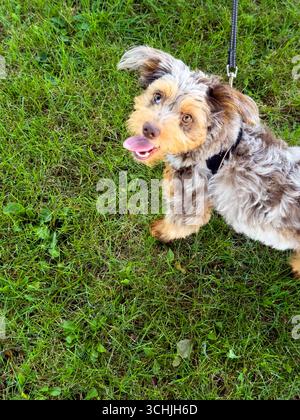 Ein junger Labradoodle-Welpe, der im Gras steht Stockfoto