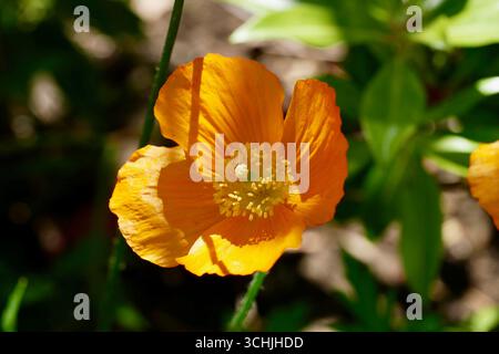 Leuchtende orangefarbene Mohnblume in voller Blüte mit Sonnenlicht, das ihre Blütenblätter hervorhebt. Stockfoto