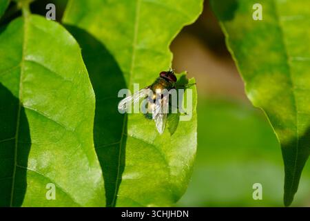 Metallisch grüne Flaschenfliege (Lucilia sericata), die im Sonnenlicht auf einem grünen Blatt liegt Stockfoto