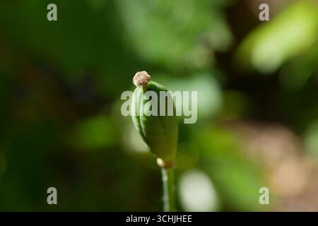 Nahaufnahme einer ungeöffneten grünen Mohnschote in einem Sommergarten Stockfoto