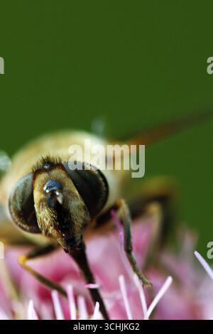 Nahaufnahme eines hoverfly, der auf einer rosa Blume sitzt Stockfoto