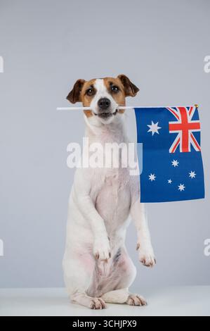 Jack Russell Terrier Dog Hält Australische Flagge. Stockfoto
