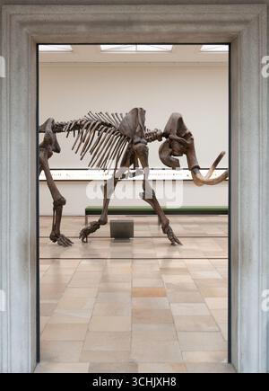 Foto mit einem Mammut-Skelett im prähistorischen Museum in Halle (Saale), Deutschland Stockfoto