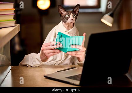 Eine neugierige, haarlose Katze stöbert durch ein grünes Notebook, während sie an einem Schreibtisch sitzt und einen Laptop in der Nähe hat. Ideal für den Lagereinsatz im Bildungsbereich, im Büroalltag, o Stockfoto