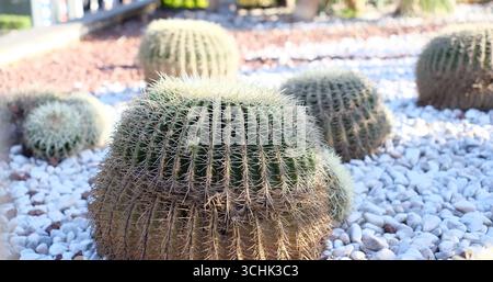 Eine Nahaufnahme eines großen Golden Fass Cactus Echinocactus grusonii mit scharfen, gelben Stacheln Stockfoto