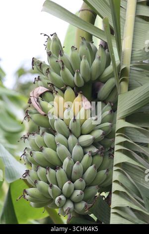 Ein lebhaftes Bild von einem Haufen grüner Bananen, die an einer Palme hängen, umgeben von üppigem tropischem Laub, das die Schönheit der Natur und der Landwirtschaft zeigt Stockfoto