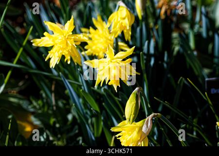 Narcissus pseudonarcissus, auch bekannt als Wilddaffodil oder Lent Lily (walisisch Cennin Pedr), ist eine mehrjährige blühende Pflanze. Stockfoto
