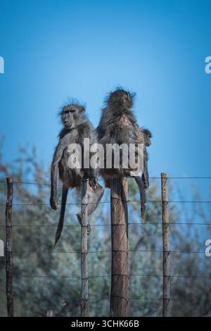 Eine Gruppe von kap-Pavianen sitzt auf einem Zaunpfahl Stockfoto