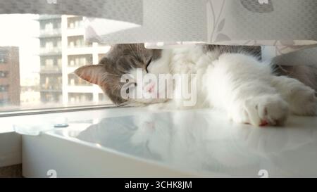 Norwegische Waldkatze mit grünen Augen, die am Fenster in Tokio unter weißem Vorhang mit Sonnenlicht und Stadtgebäuden im Hintergrund liegen Stockfoto